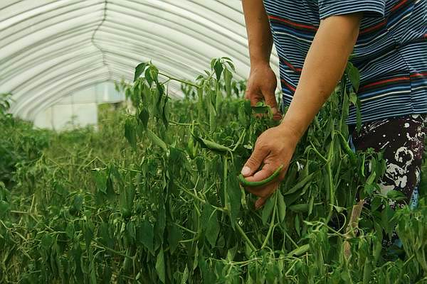 开化县城关镇十里铺蔬菜基地菜农开展生产自救