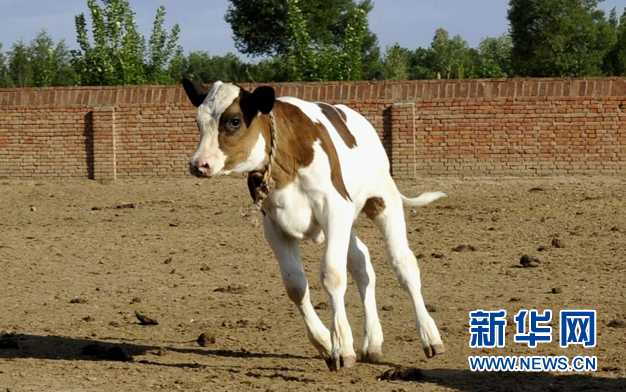 世界首例转基因"低乳糖奶牛"诞生