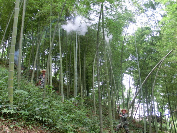 6月28日上午,在开化县桐村镇华山村颜纯来的毛竹山上,只见开化县兴林