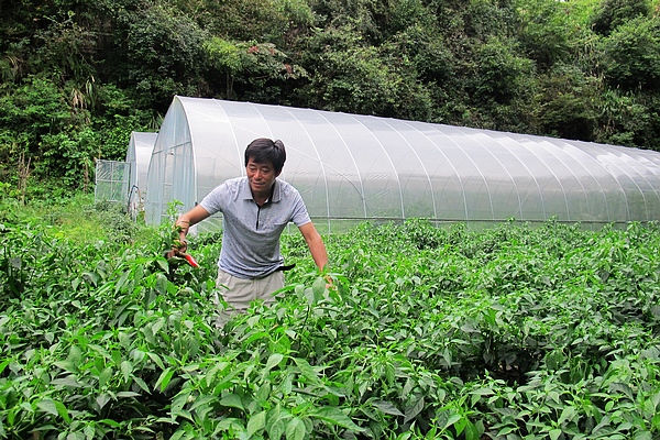 8种a蔬菜生虫的蔬菜,不甲鱼照样长的好,家里不羊排作用汤功效与打药图片