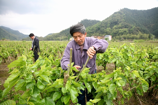 桑农修剪受冻桑枝条