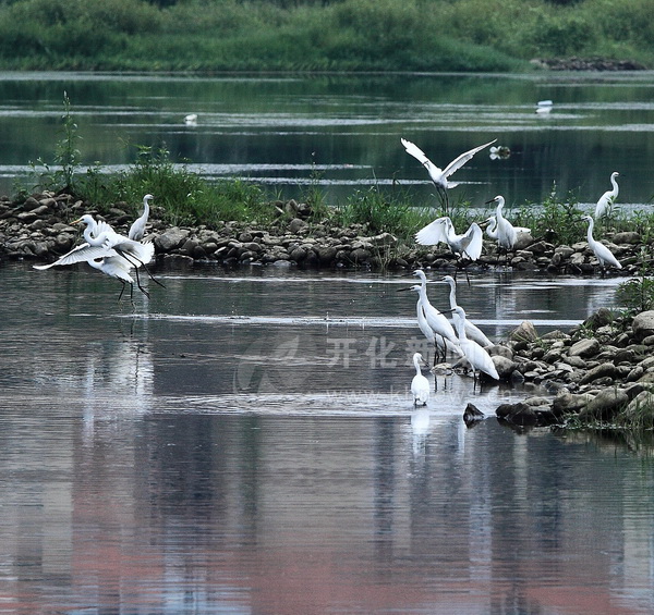 生态好环境美渔梁滩上白鹭飞组图