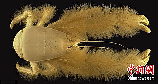 世界上各种奇怪的生物 11981065_198137.jpg