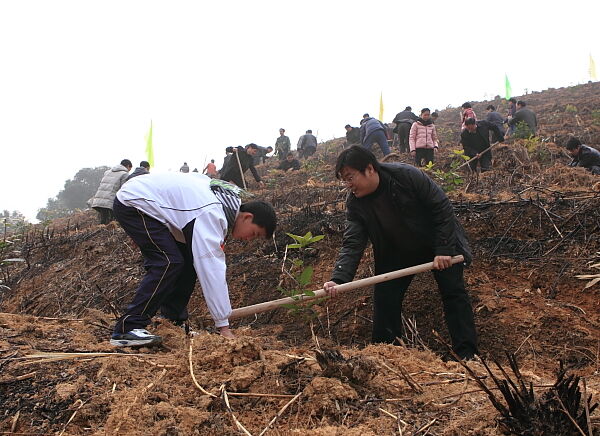 开化县干部群众新春忙植树 全民义务植树已经坚持30年--开化新闻网