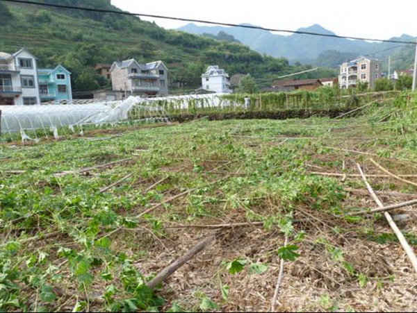 开化县金村乡宋村村山地蔬菜基地遭受大风冰雹袭击