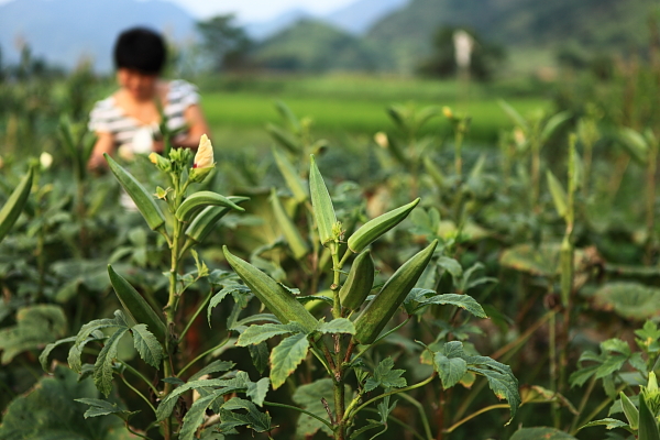 "洋辣椒"黄秋葵登陆开化市场