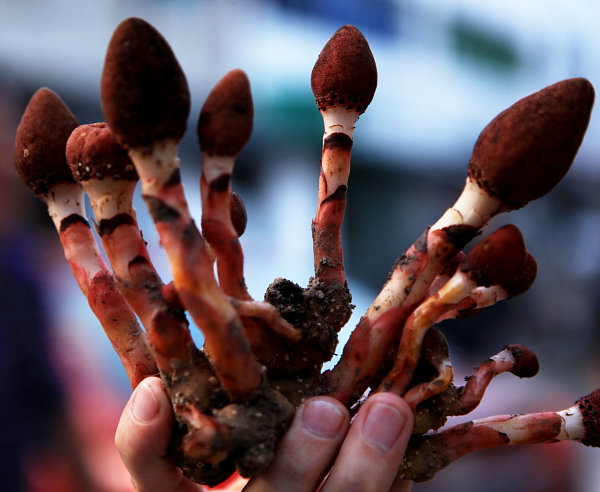 古田山国家级自然保护区境内首次发现奇特植物——穗花蛇菰