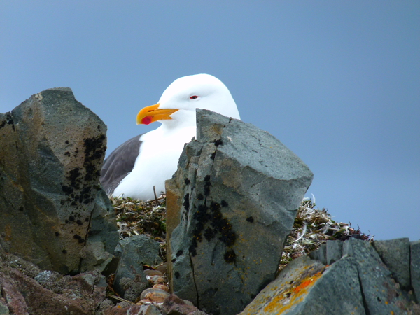 生命中的美丽:南极海鸥在孵蛋