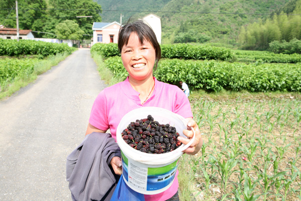 5月10日中午,开化县林山乡菖蒲村村民从桑地里采摘回成熟的桑葚准备
