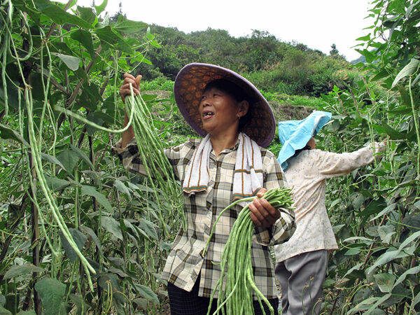 开化首批"太空豇豆"进入采摘期 一亩地产出3000公斤